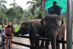 Benoa Port: Ubud Elephant Safari Ride Tour Bali