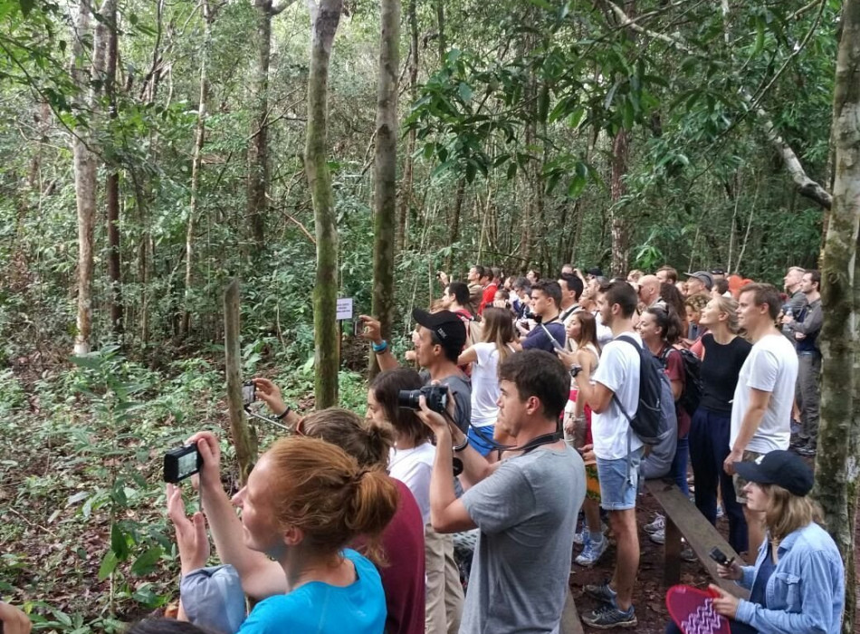 Orangutan Tanjung Puting 2D1N