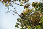 Orangutan Tanjung Puting 3D2N