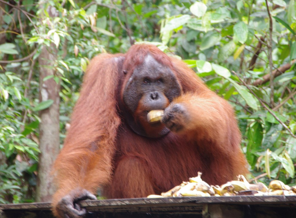 Orangutan Tanjung Puting 4D3N